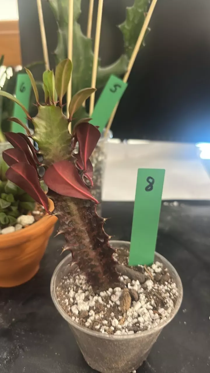 plant/8 euphorbia trigona rubra cutting with roots 5+ inch tall-0