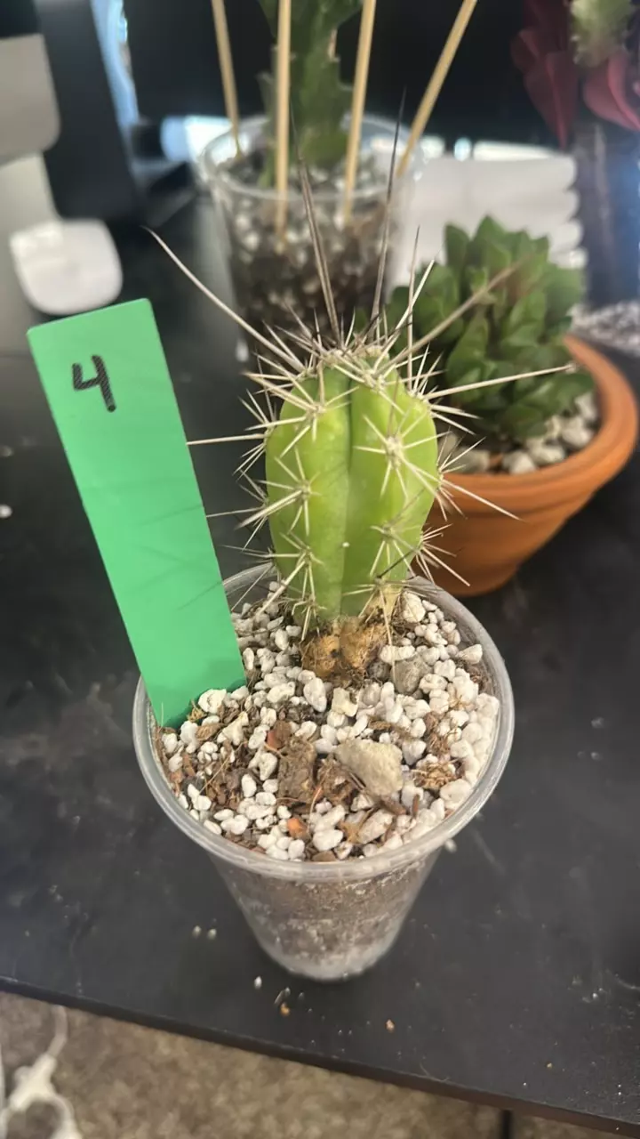 plant/4 Toothpick Cactus-0