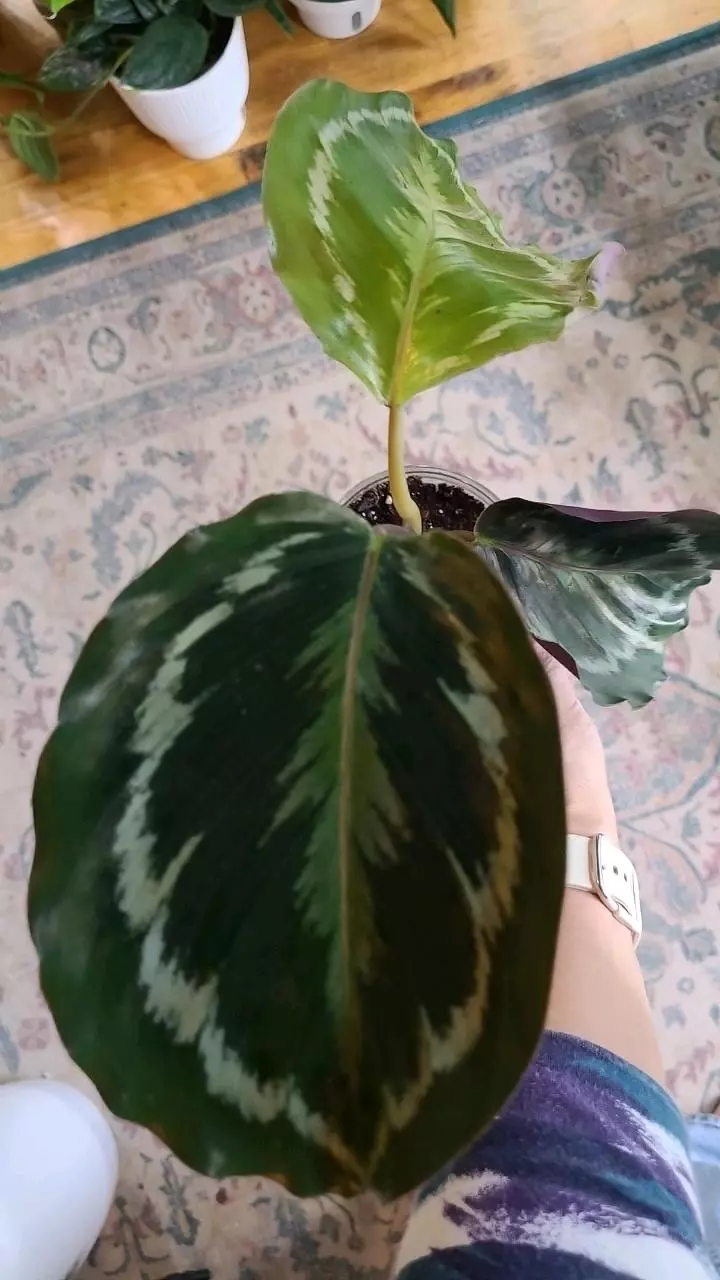 plant/Calathea Medallion 3.25"-0