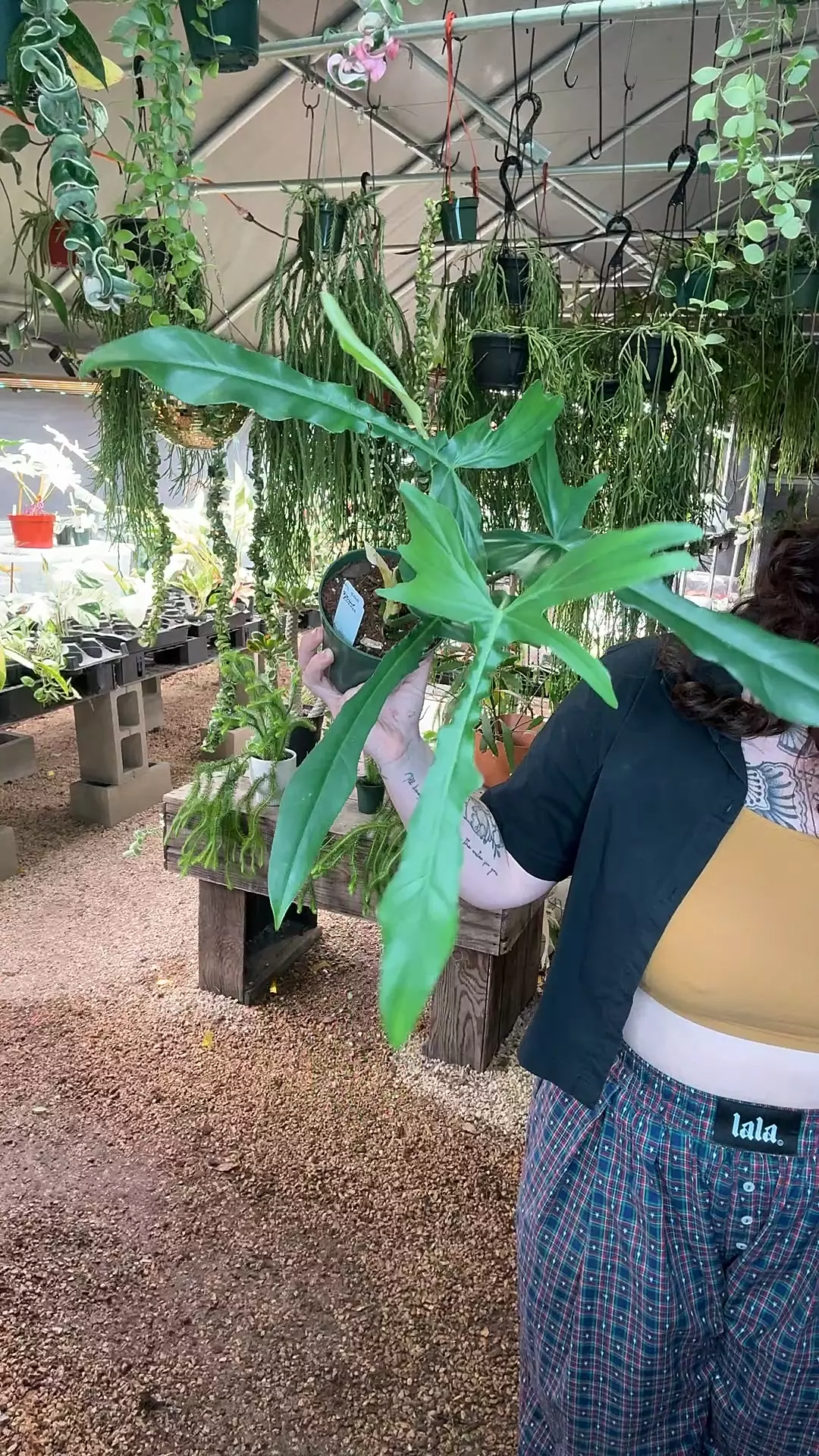 plant/PL558: Philodendron Belle Isle-0