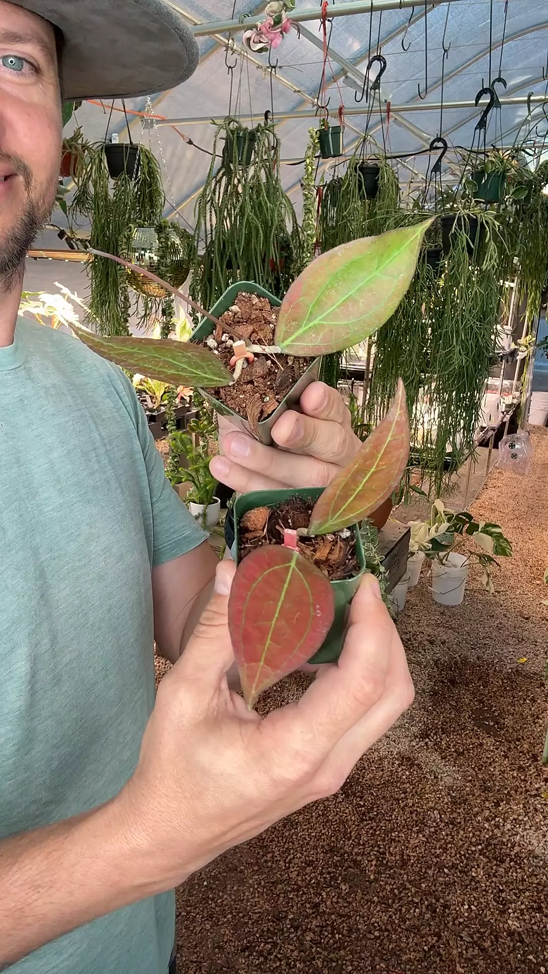 plant/2” Tequila Sunrise (lovers choice)-0