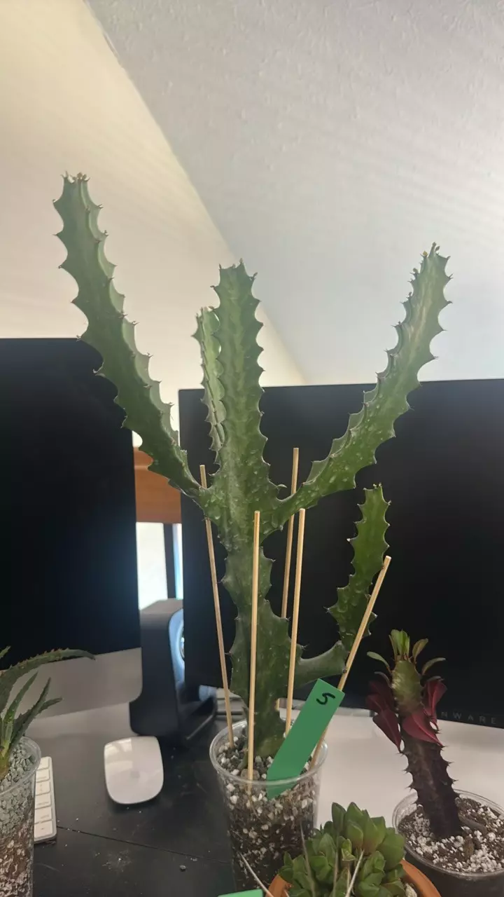 plant/5 euphorbia Lactea Xxl-0