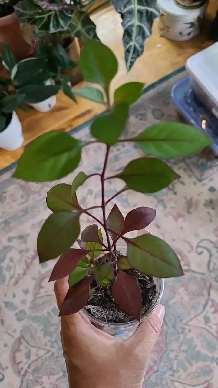 plant/Alternathera Choco Chilli 3.25" 09-187-0