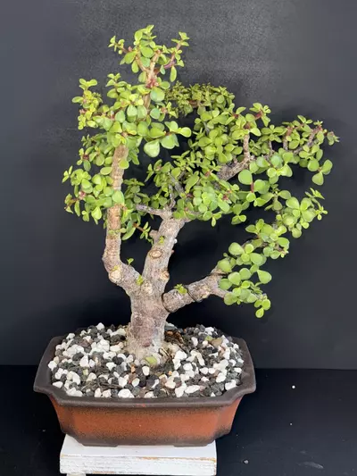 plant/Dwarf Jade Bonsai-0-thumbnail