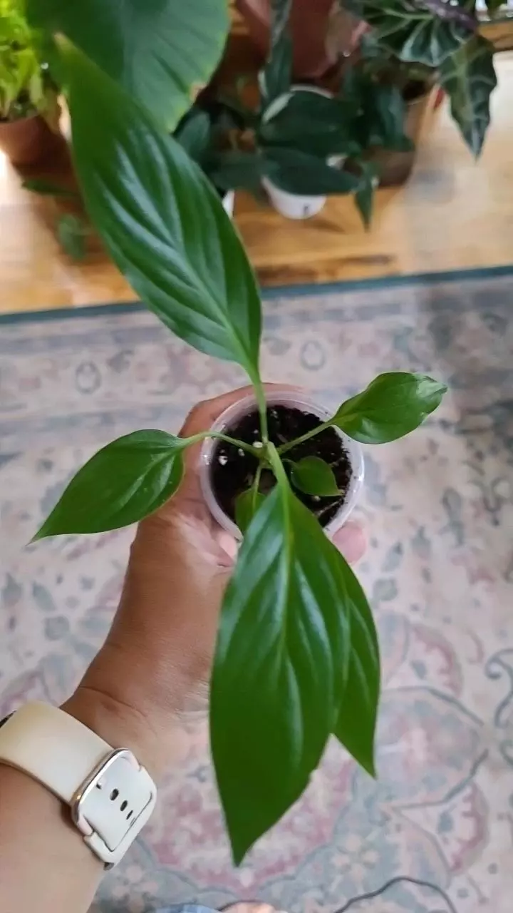 plant/Spathiphyllum (Peace Lilly) 2"-0