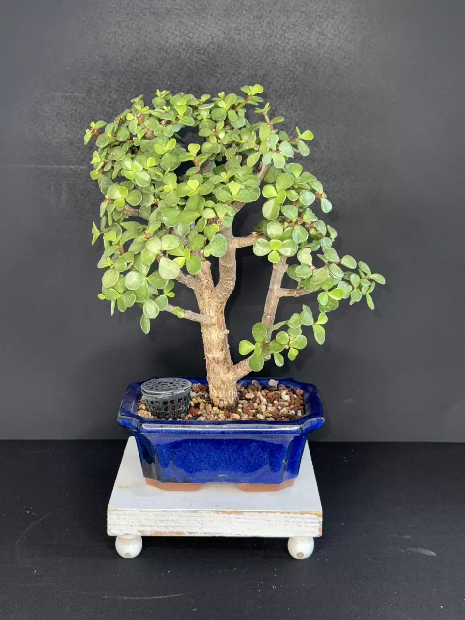 plant/Dwarf Jade Bonsai-0