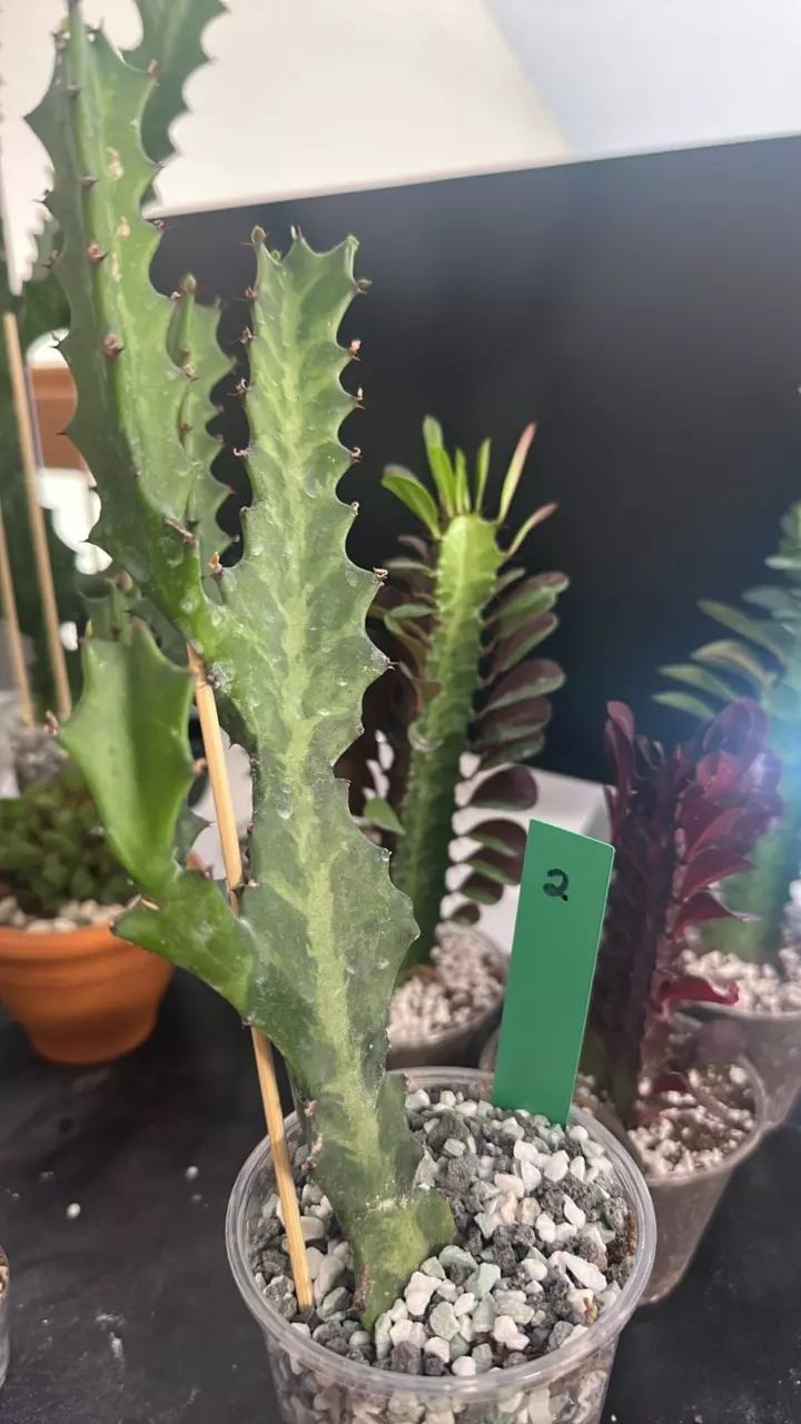 plant/2 Euphorbia Lactea-0