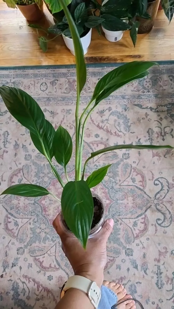plant/Spathiphyllum 3.25"-0
