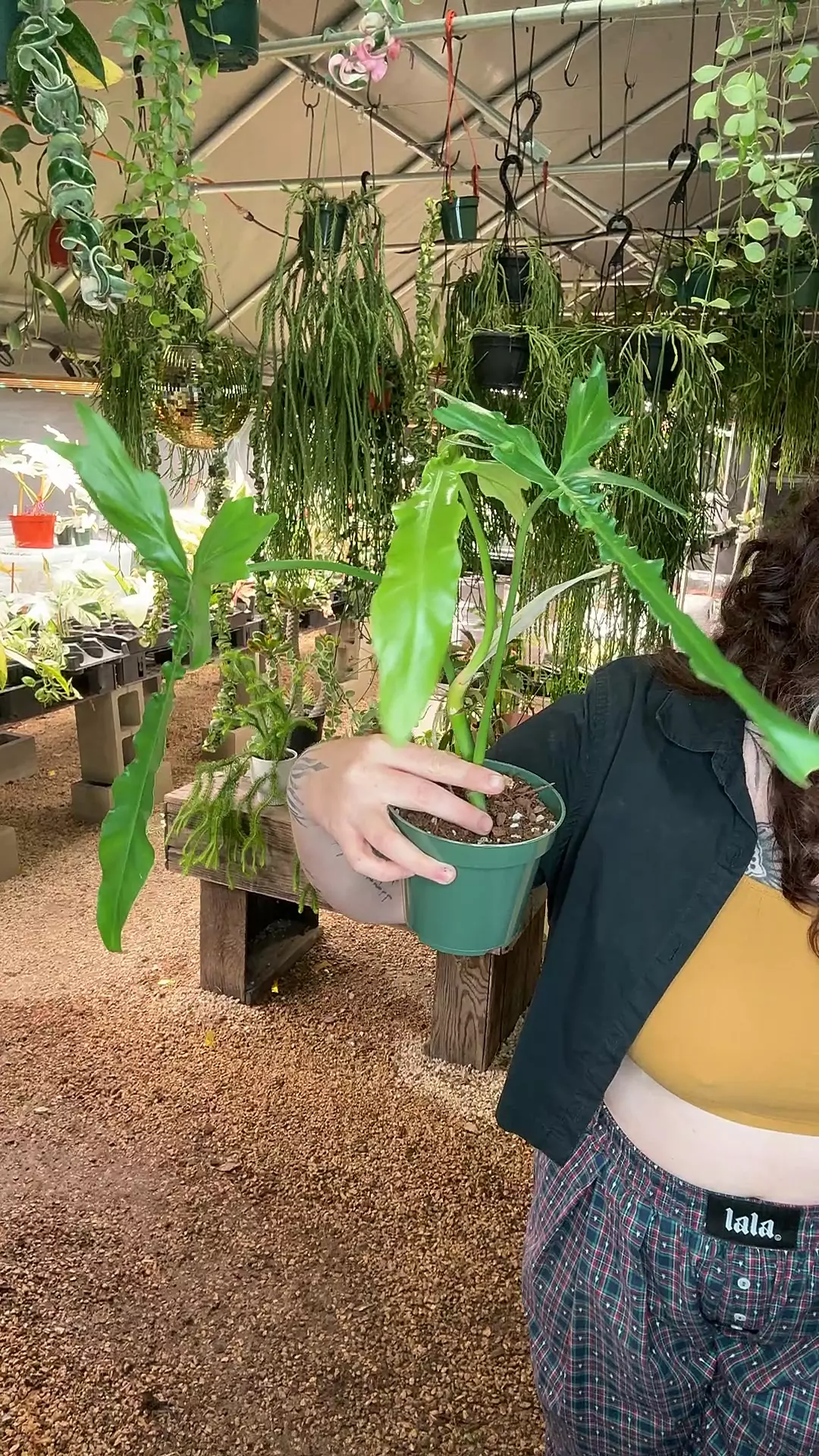 plant/PL555: Philodendron Belle Isle-0