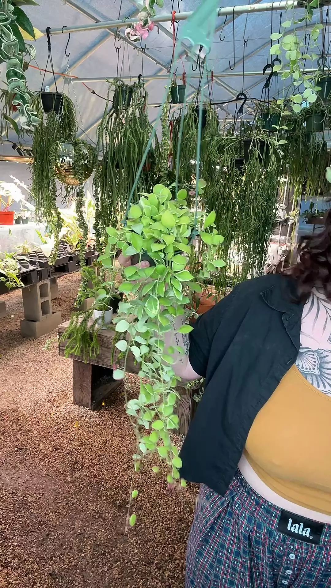 plant/PL:542 Albo heuschkeliana-0
