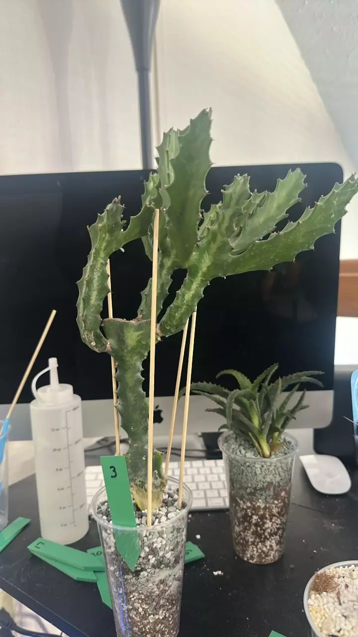 plant/3 euphorbia Lactea XL-0