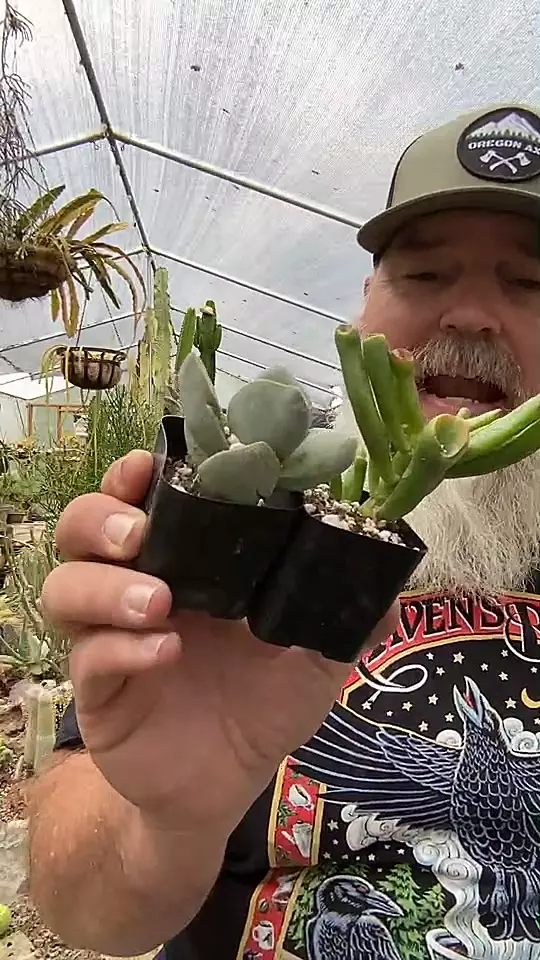 plant/2” duo-0