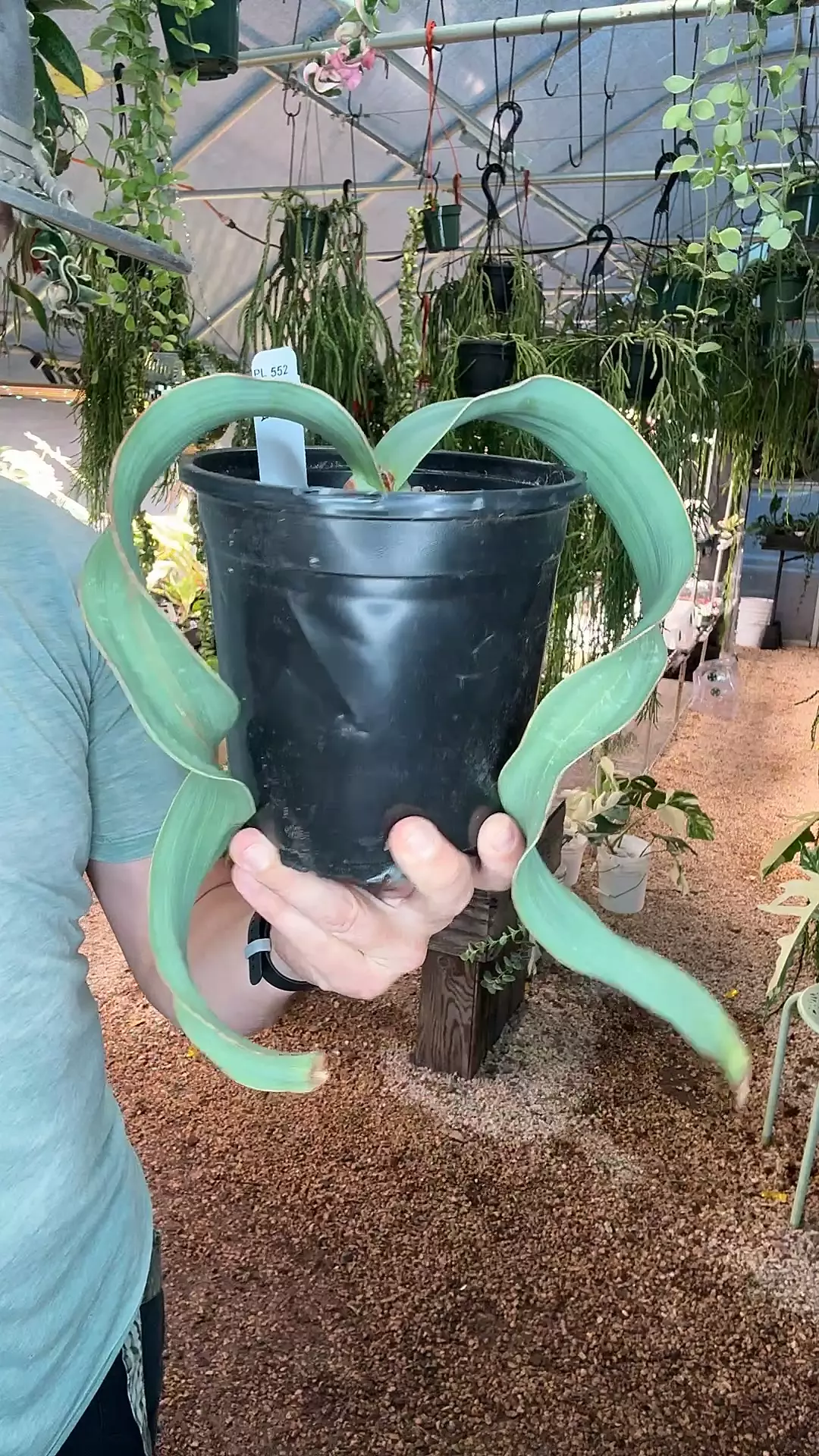 plant/PL552: Welwitschia Mirabilis-0