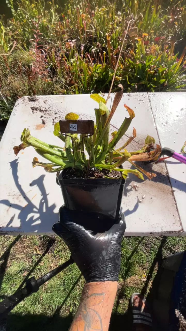 plant/#44 sarracenia mystery but short (short king )-0