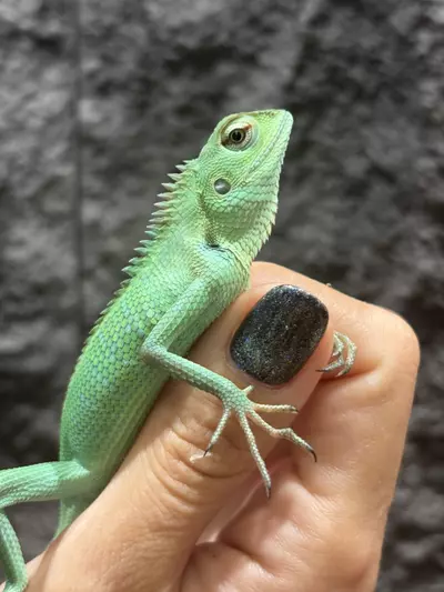 plant/Calote unsexed-0-thumbnail