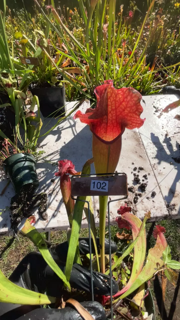 plant/#102 sarracenia catesbaei-0