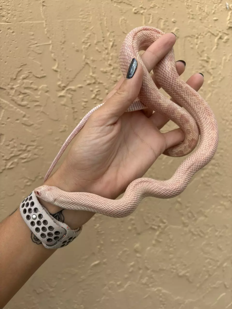 plant/Albino Southern Pine Snake male-1