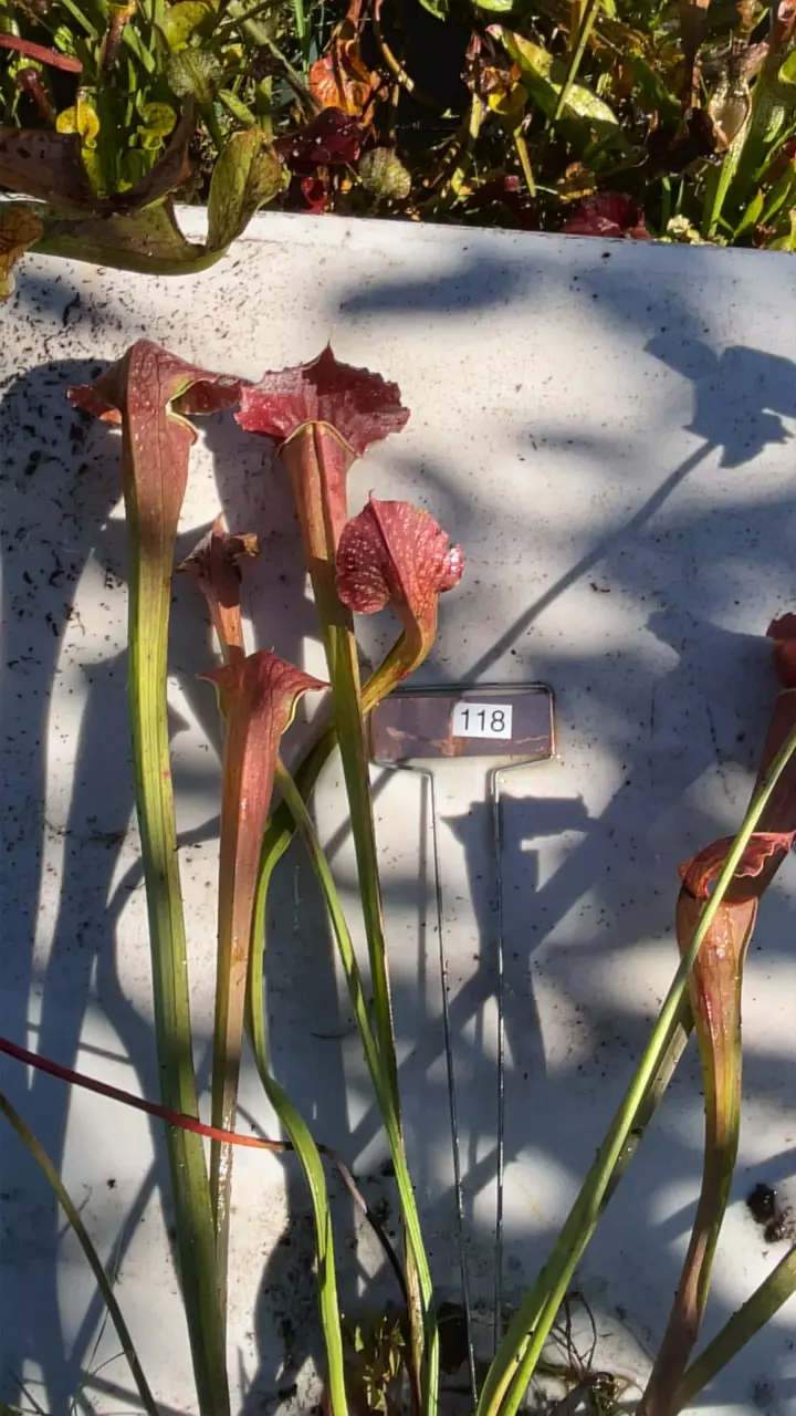 plant/#118 sarracenia complex hybrid with snake tongue-0