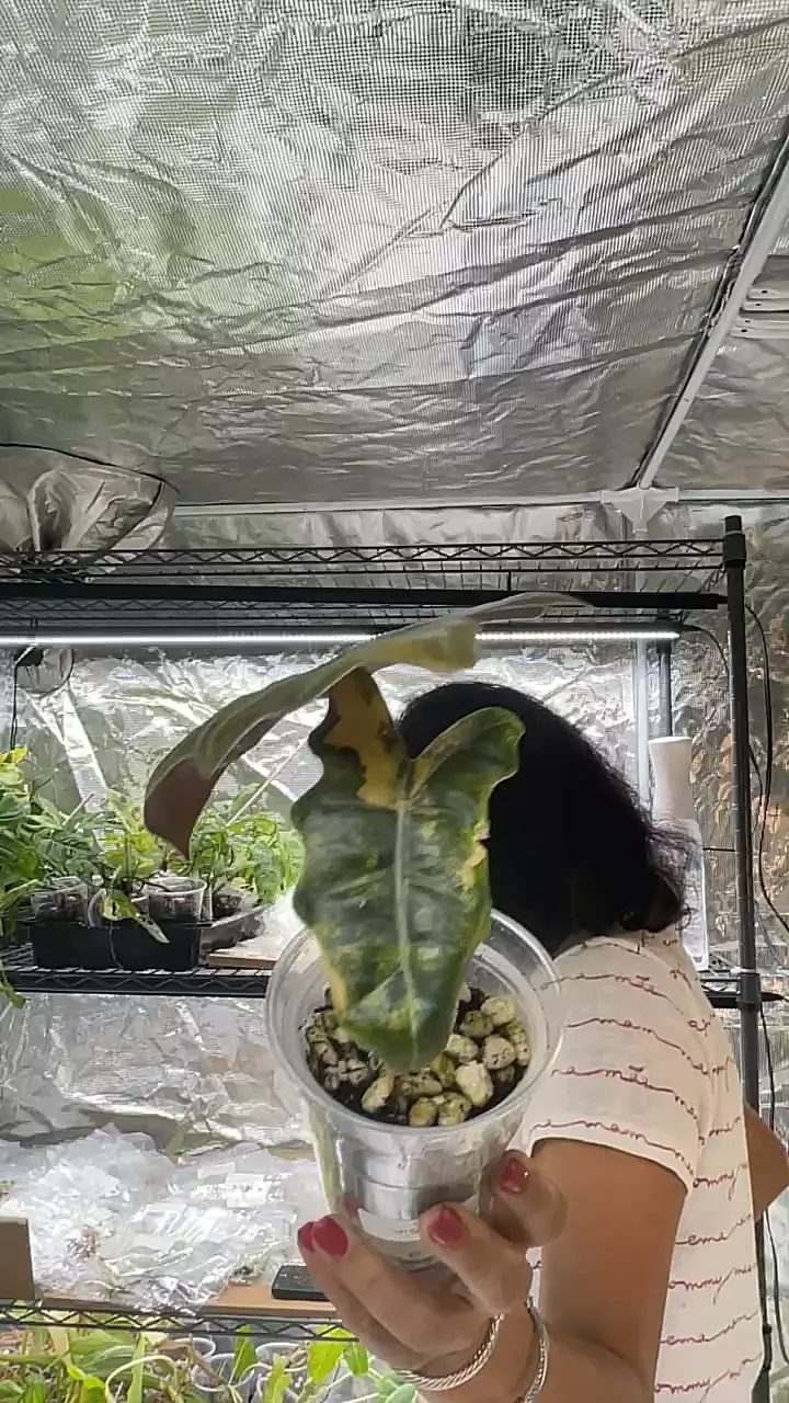 plant/Alo pseudo sanderiana aurea-0