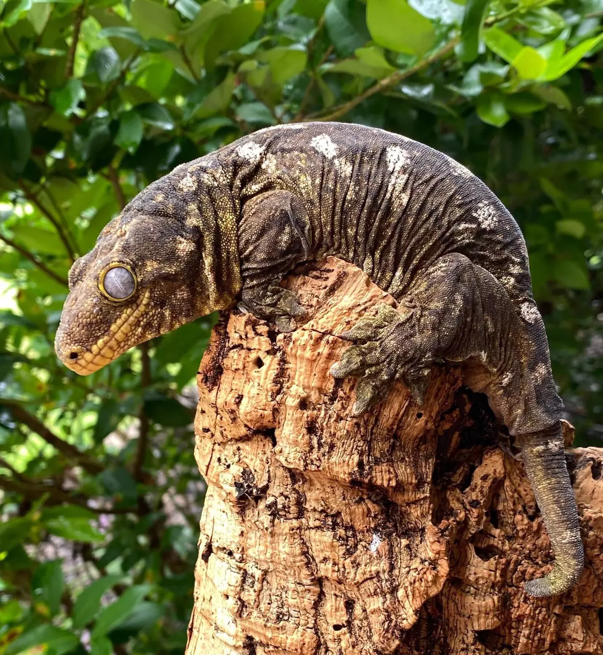 plant/Nuu Ana- proven female-0