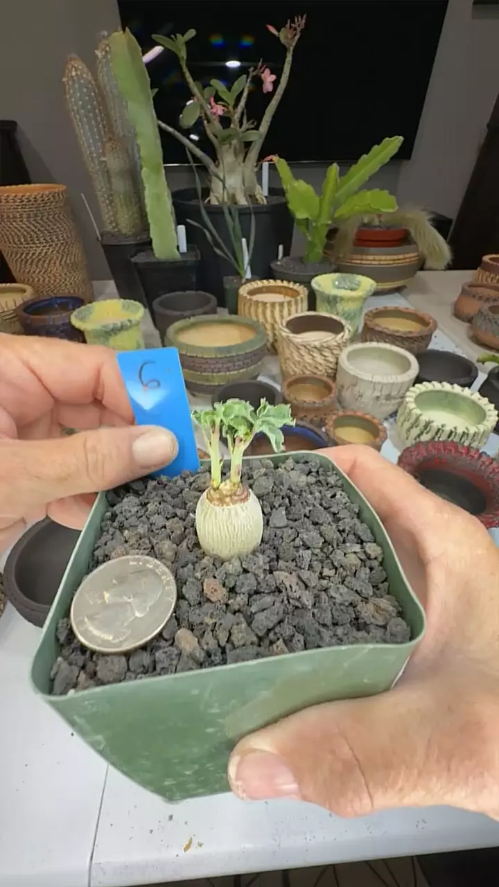 plant/6 jatropha cathartics-0