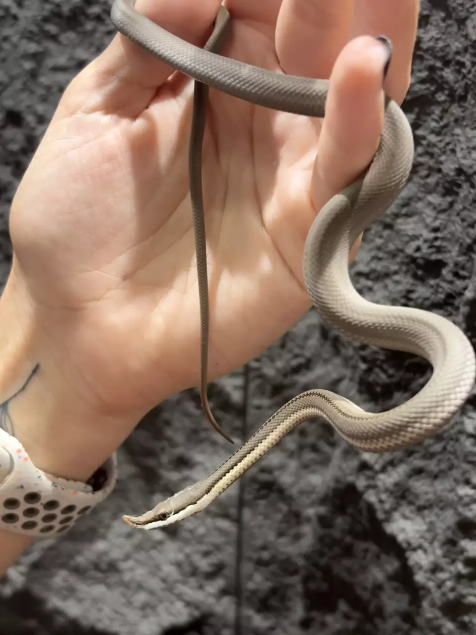 plant/Brown Baron’s Racer male-0