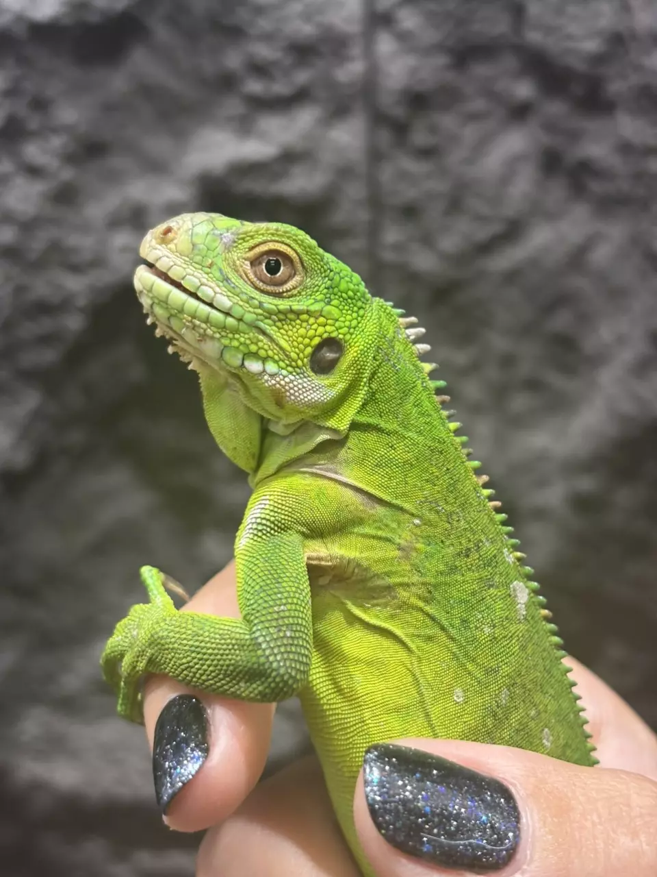 plant/Lesser Antillean Iguana male-0