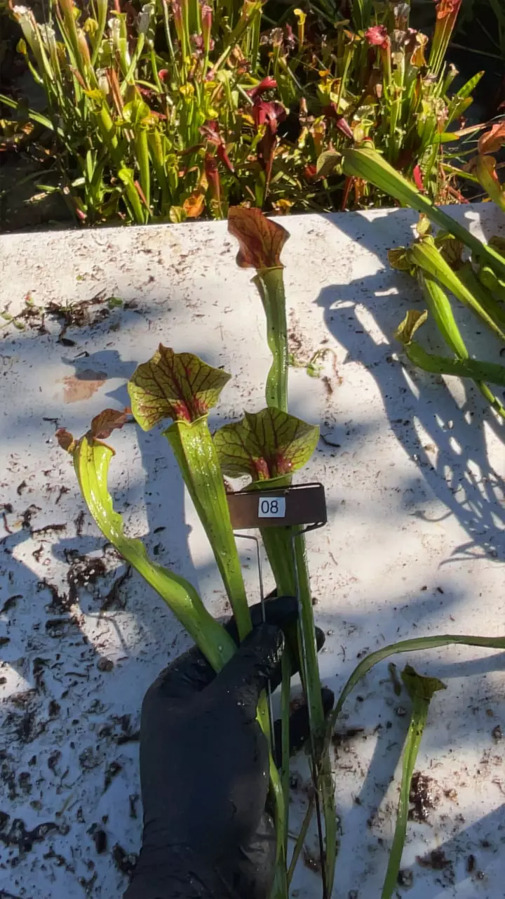 plant/#08 sarracenia flava hybrid?-0