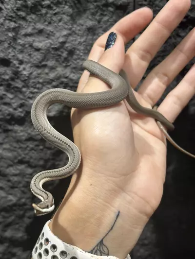 plant/Brown Baron’s Racer male (females also available)-2-thumbnail