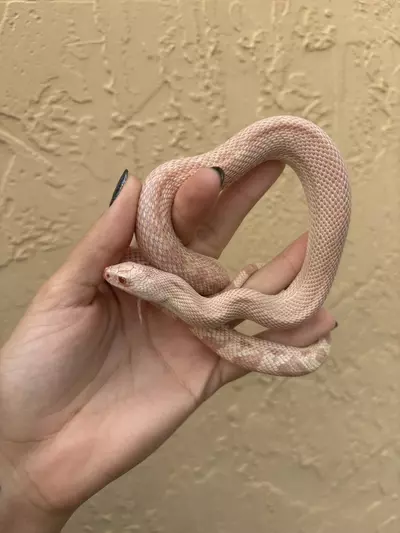 plant/Albino Southern Pine Snake male-0-thumbnail