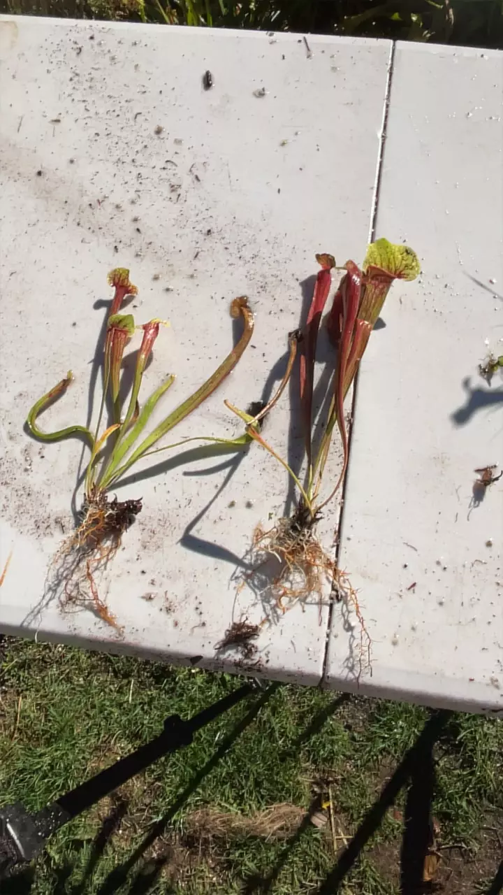 plant/sarracenia reverse color flava?-0