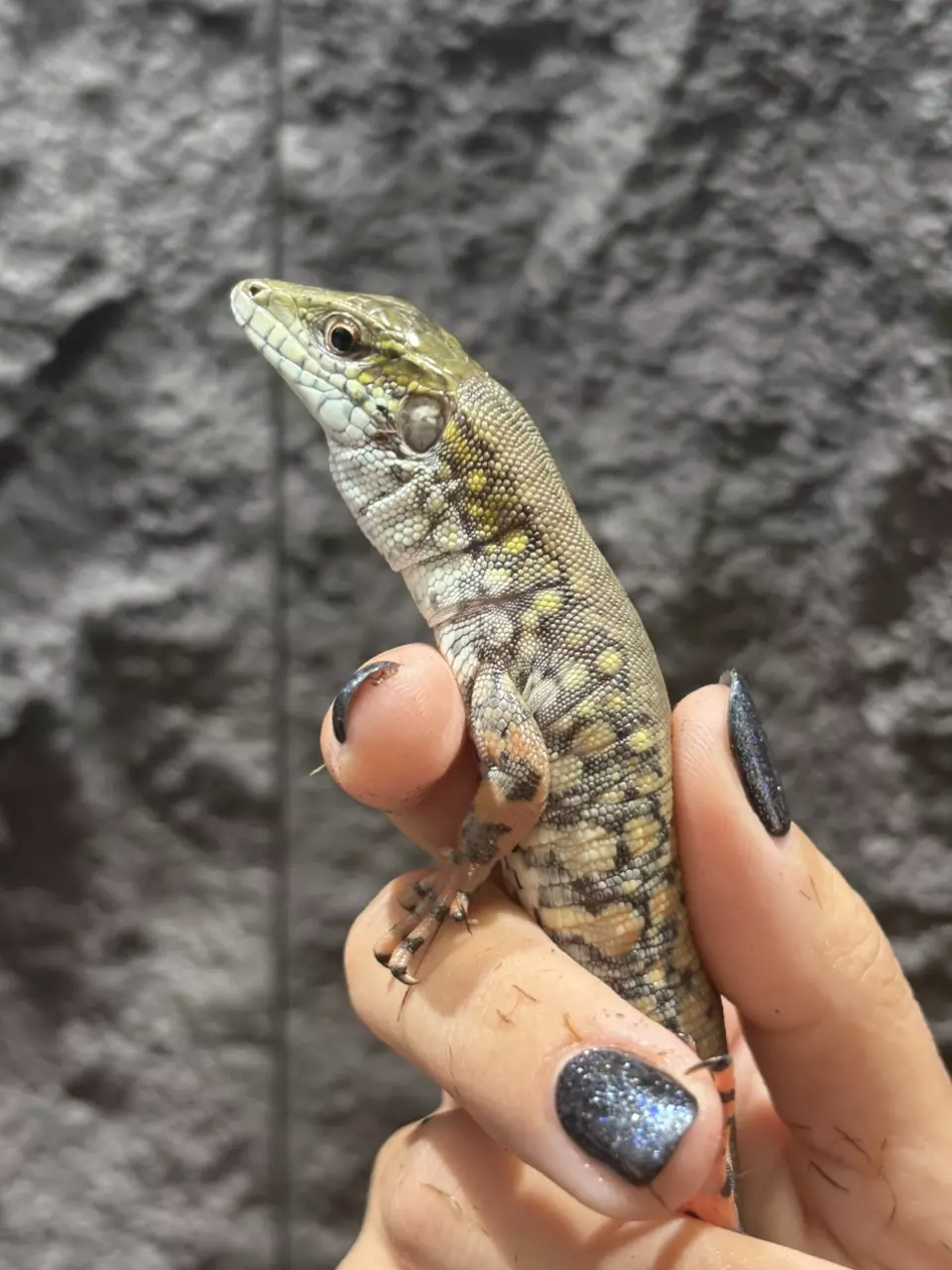 plant/Crocodile Tegu-0