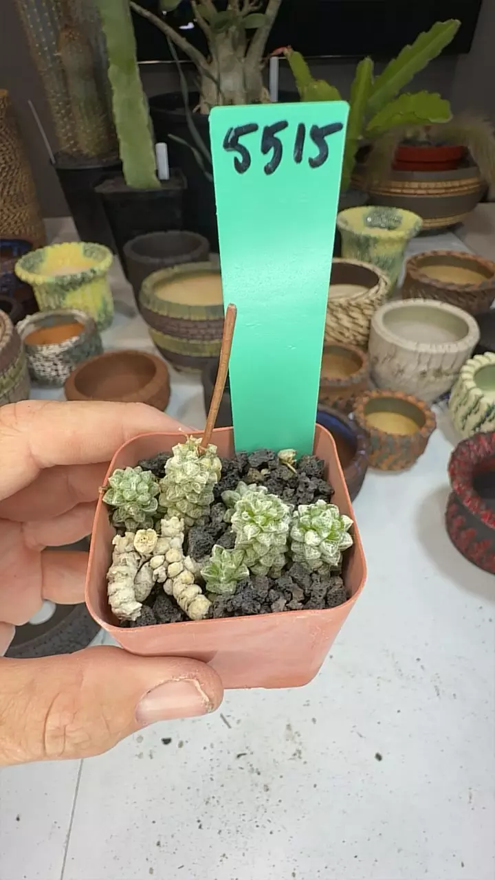 plant/5515 anacampseros baeseckeii-0