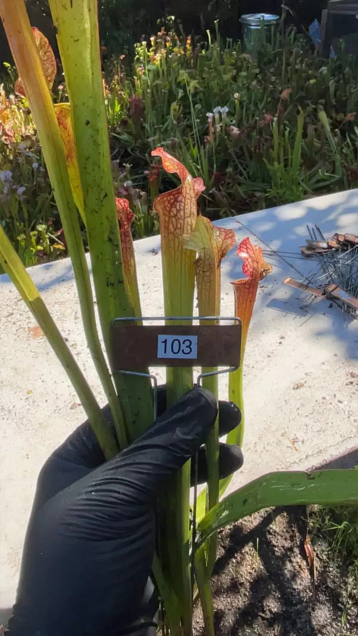 plant/#103 sarracenia leucophylla hybrid-0