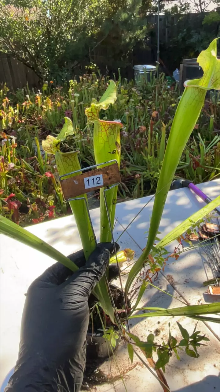plant/#112 sarracenia hybrid-0