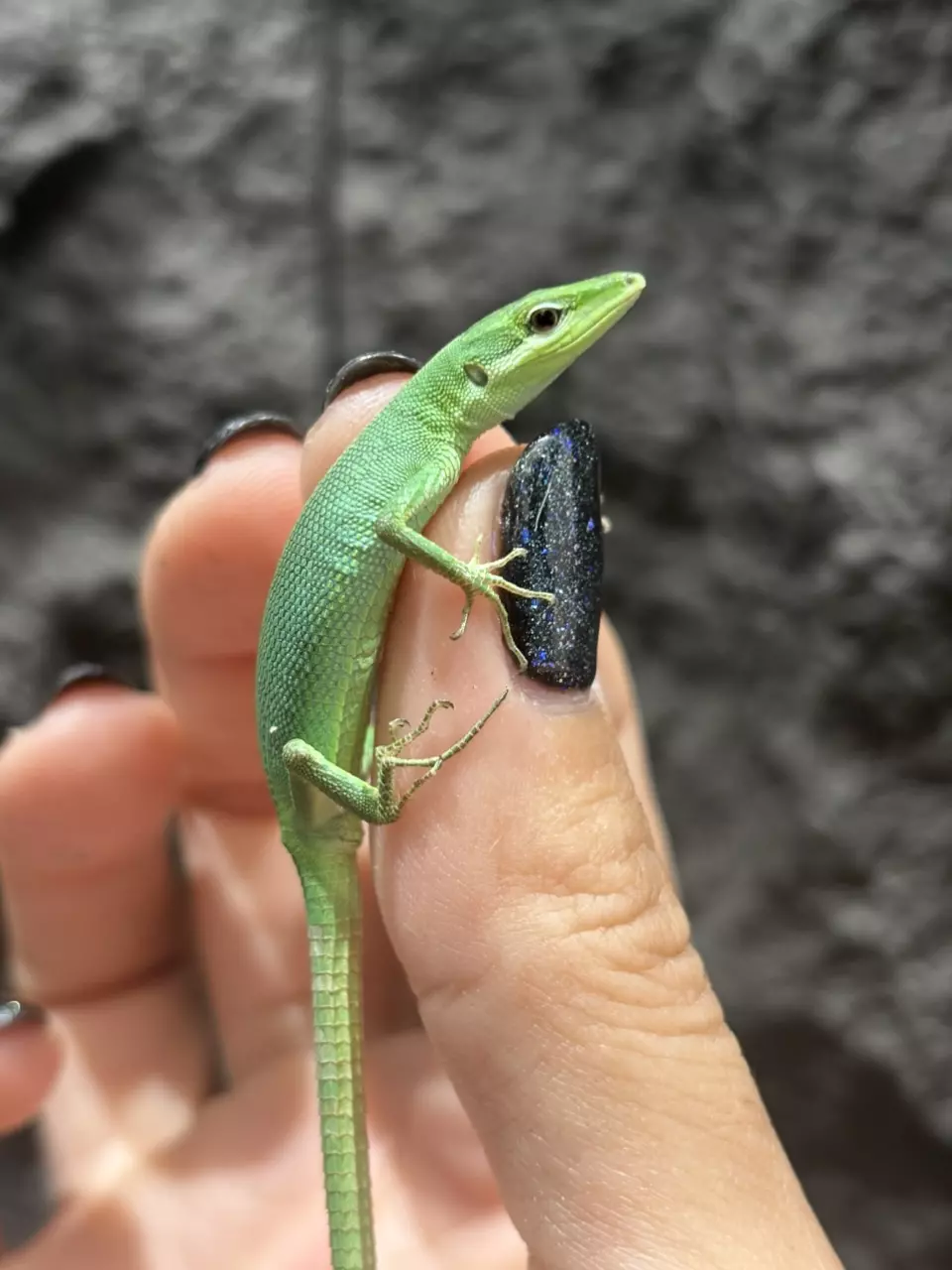 plant/Emerald Grass Lizard PAIR-0
