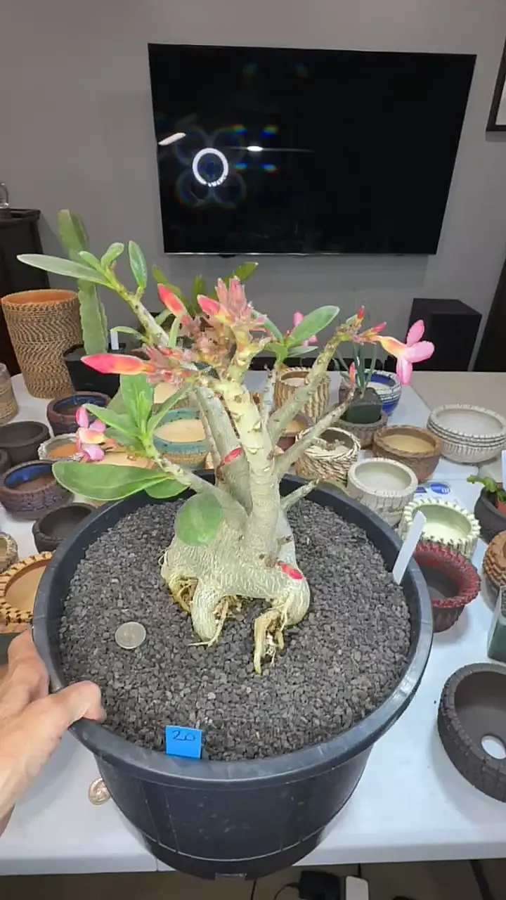 plant/20 adenium obesum-0