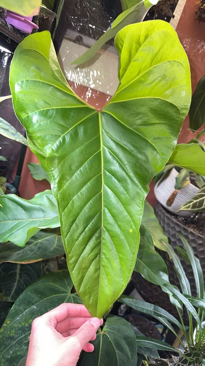 plant/big plant help-0