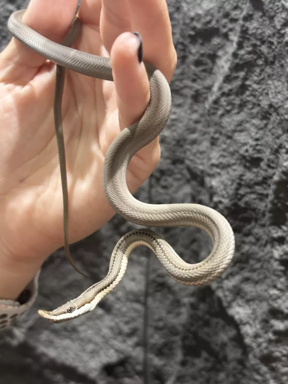 plant/Brown Baron’s Racer male (females also available)-1