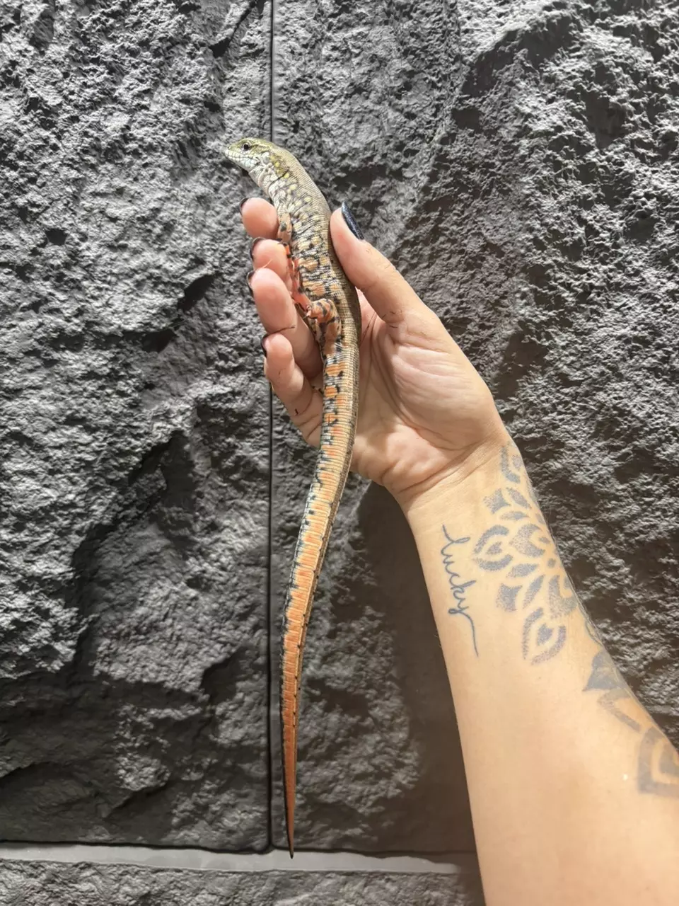 plant/Crocodile Tegu-1