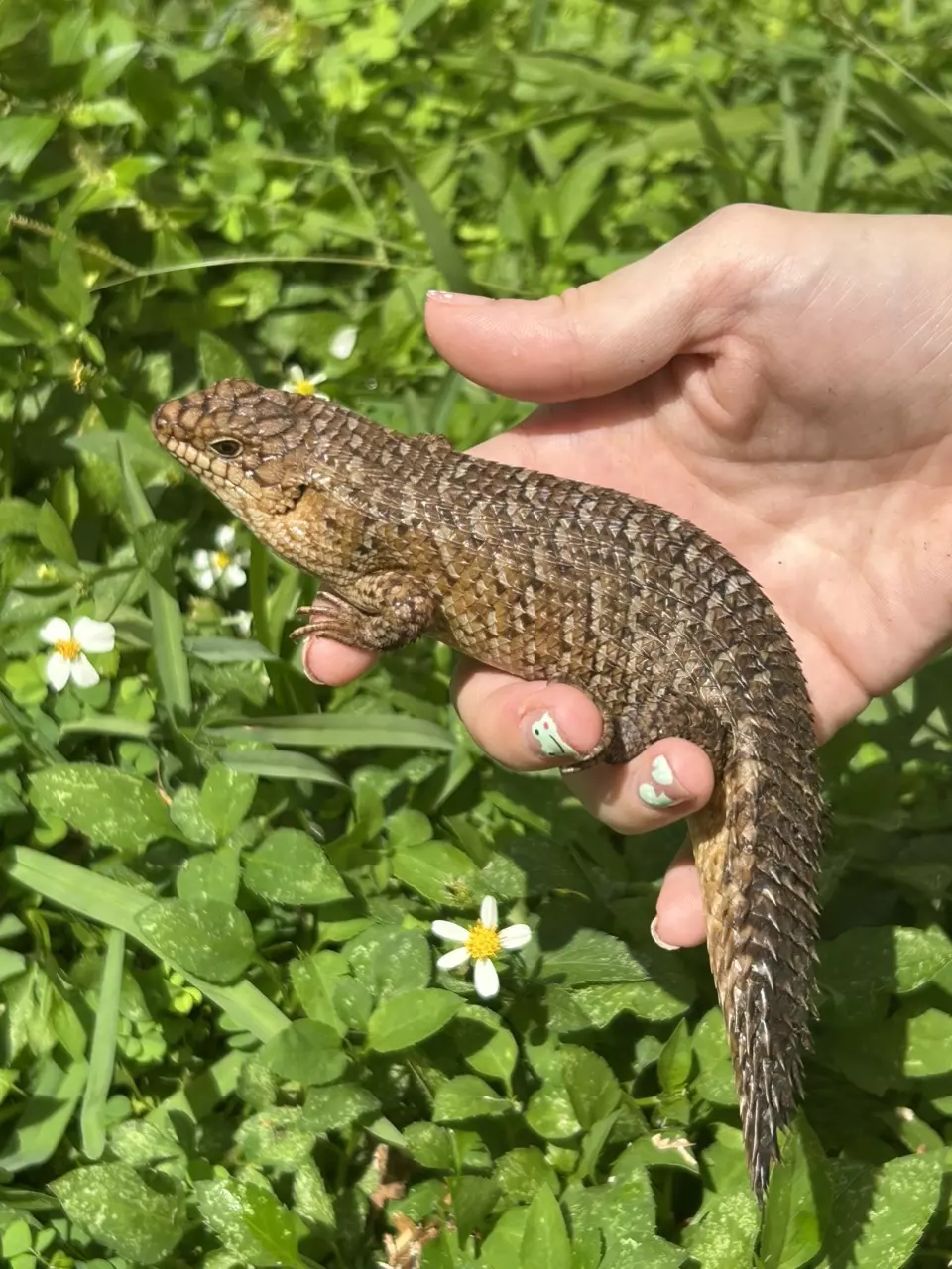 plant/Gidgee Skink unsexed-0