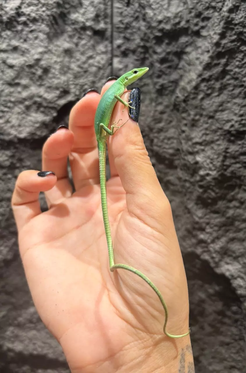 plant/Emerald Grass Lizard PAIR-1