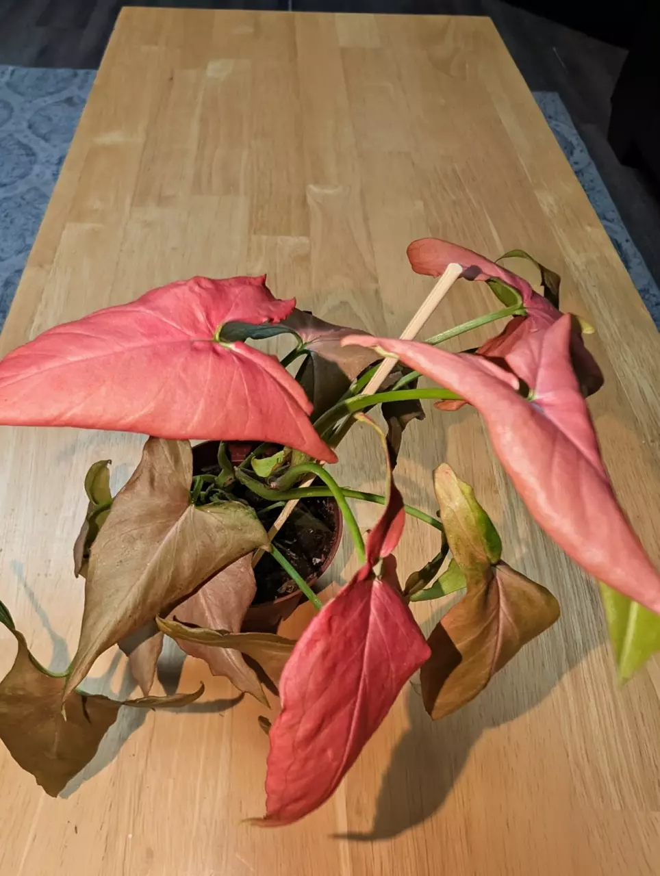 plant/pink perfection syngonium-0