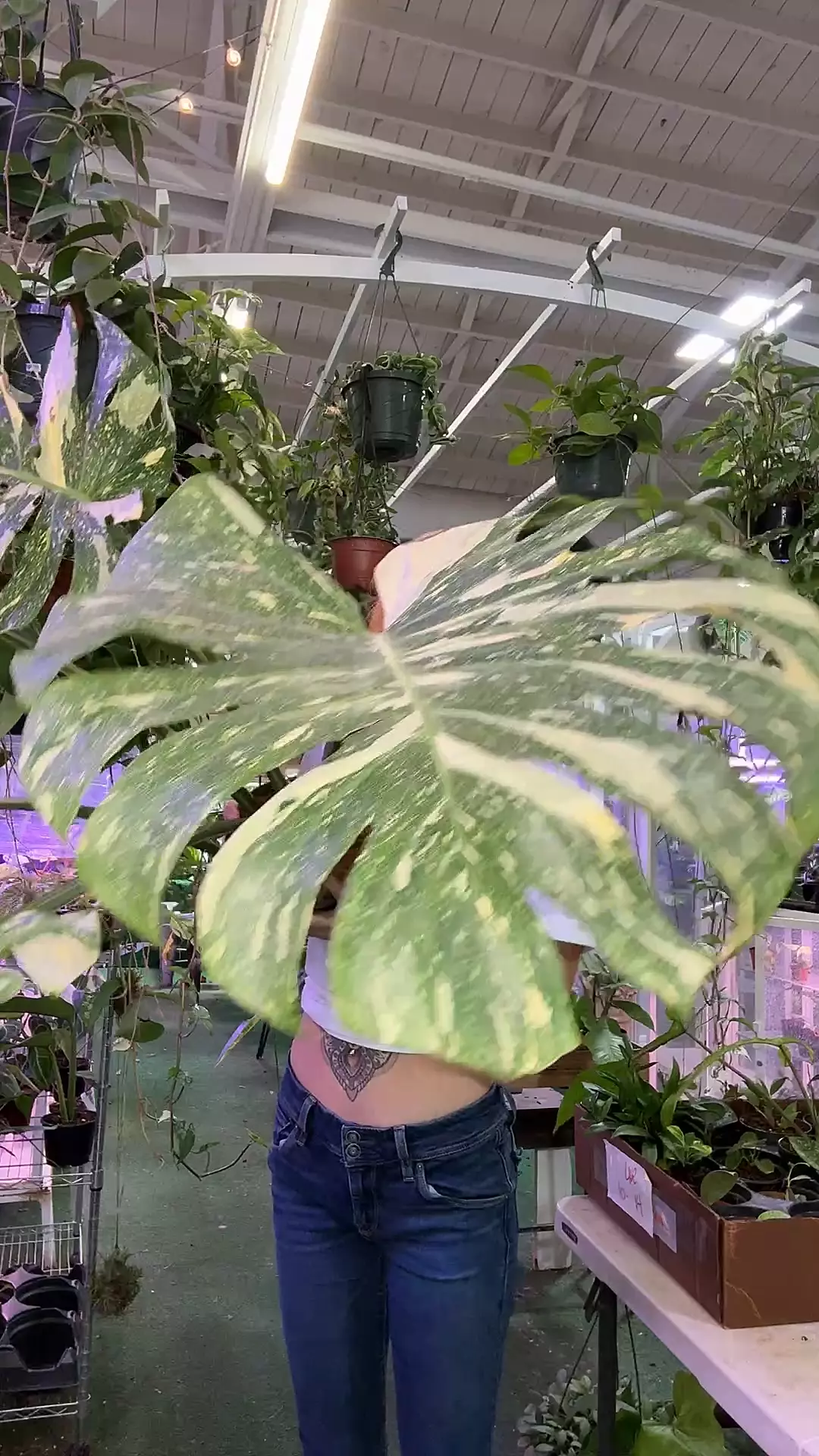 plant/1146 monstera creme brulee-0