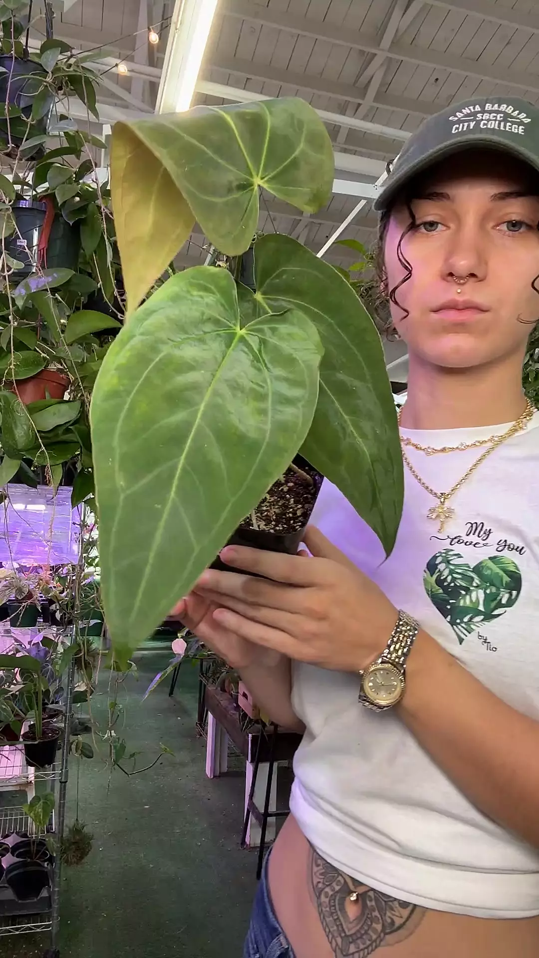 plant/0325 anthurium papi-0