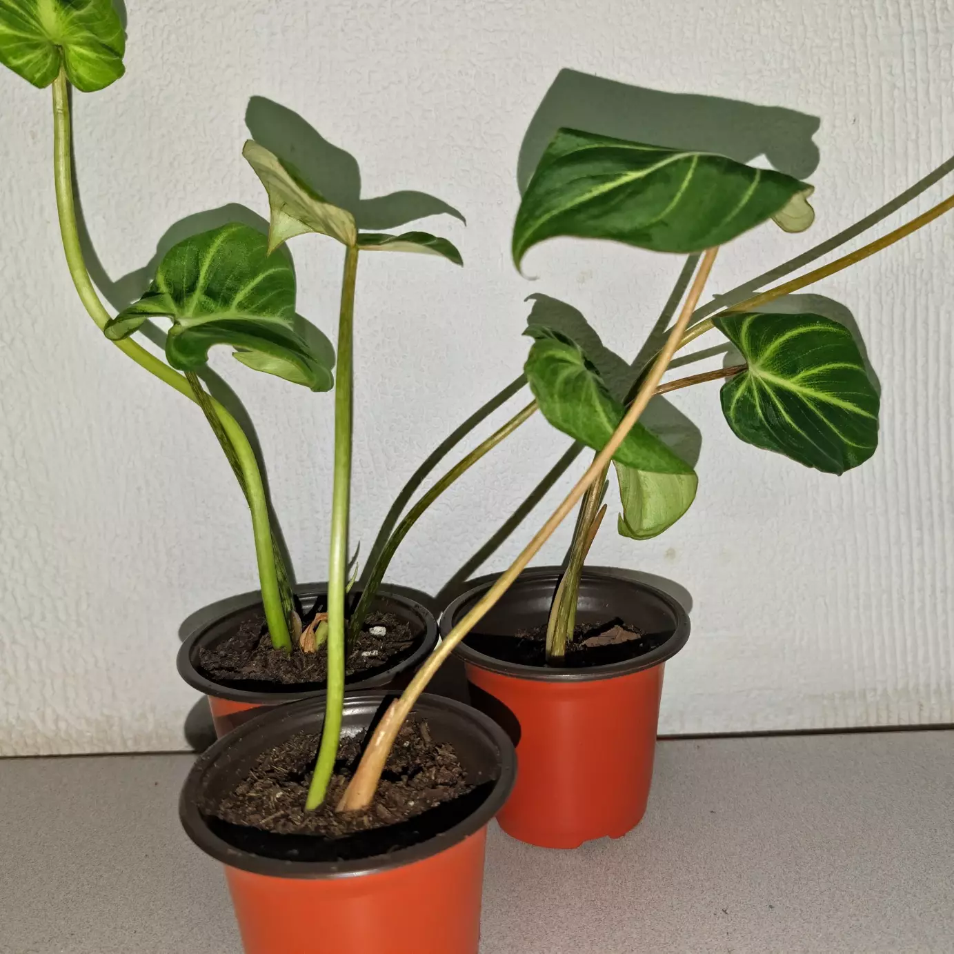 plant/gloriosum starts-0