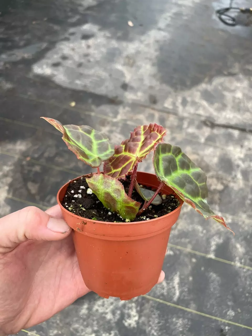 plant/Begonia Rajah 4” pot growers choice-0