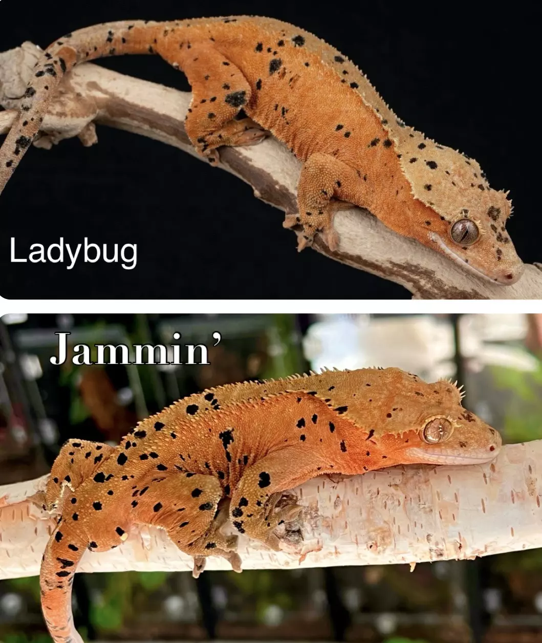 plant/11- Ladybug x Jammin’- almost RTB female-4