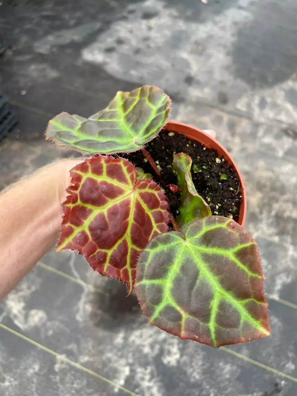 plant/Begonia Rajah 4” pot growers choice-1