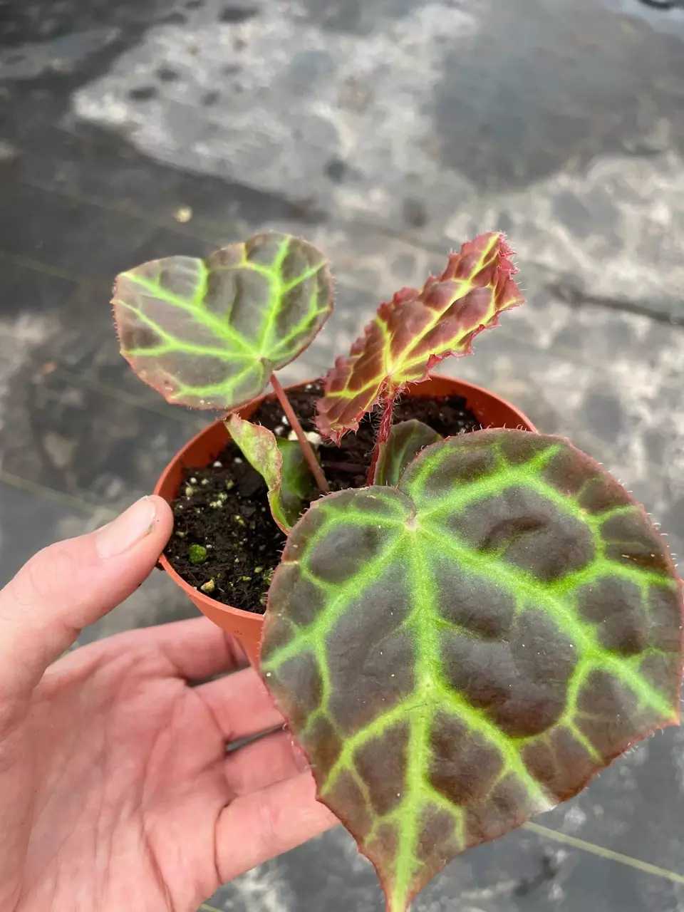 plant/Begonia Rajah 4” pot growers choice-5